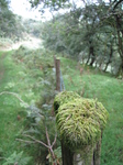 SX16146 Moss covered fence post.jpg